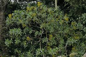 Image result for Solanecio cydoniifolius