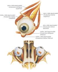Hvis du opplever øye smerte sammen med øyneneødhet, bør du se en lege. Oynene Store Medisinske Leksikon