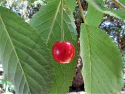 Vitamins, minerals and phytochemical components; Cherry