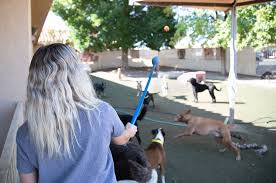 Check spelling or type a new query. The Animal Tender Pet Resort Boarding Doggy Daycare Grooming Southern Utah Cedar City Mesquite