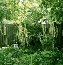 Image result for Ceropegia racemosa