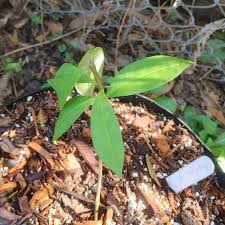 Image result for Garcinia buchneri