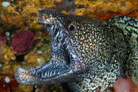 Moray Eels Google Search Moray Eel Sea Creatures Sea Animals