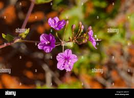 Image result for Commicarpus