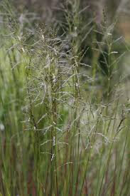 Image result for Eragrostis caniflora
