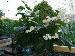 Image result for Clerodendrum silvanum