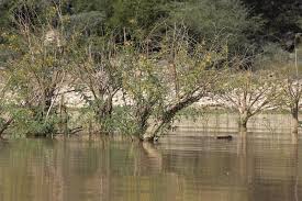 Image result for Aeschynomene elaphroxylon