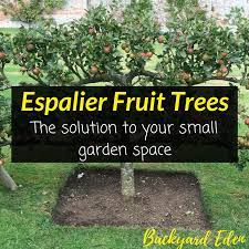 Growing your own, means your fruit is fresher, tastier and potentially healthier than that you can buy in a supermarket. Espalier Fruit Trees The Solution To Your Small Garden Space Backyard Eden