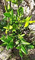 Image result for Diospyros mweroensis