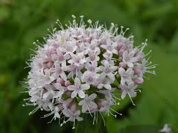 Image result for Valeriana