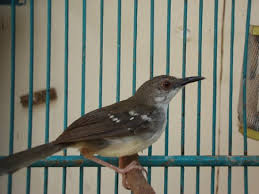 Download mp3 & video for: Cara Mudah Menjodohkan Burung Ciblek