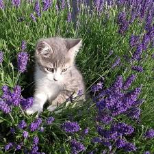 World's best cat litter lavender scented multiple cat clumping formula, 15 lb (1). Pin By Lynn Chateau On Kittens Cats Lavender Farm Cute Animals