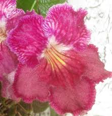 Image result for Streptocarpus kamerunensis