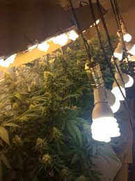 Maybe you would like to learn more about one of these? Cheap Ass Cfl Grow Flowering Grasscity Forums The 1 Marijuana Community Online