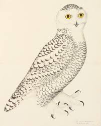 Olof Rudbeck Swedish Snowy Owl Prints Designer Wall Art Museum Outlets Bird Prints Black And White Birds Bird Wall Art