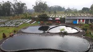 Siap Siap Menggigil Berani Coba Sensasi Dingin Kolam Cinta Di Kaki Gunung Sindoro Tribun Jateng