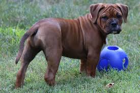 At good dog, we focus on health and temperament, so while these dogs may look different than the breed standard, all breeders are screened to ensure they meet our community standards for responsible breeding. Minnesota S First Genuine Leavitt Bulldogs