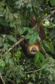 Our nation's magnificent forests are a source of commerce, recreation, and pride for all americans. Sloth Costa Rica Nature Tropical Rainforest Animal Wildlife Exotic Mammal Cute Pxfuel