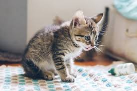 Buy the kind used for shipping as it is wider and more effective. How To Keep Cats Off Furniture Proven Tips From The Humane Society