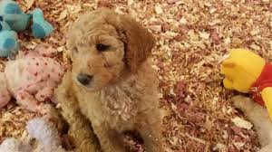 100 years of experience · professional dog trainers Standard Poodle Puppies Cute As Teddy Bears 8 Weeks For Sale In Omaha Nebraska Classified Americanlisted Com