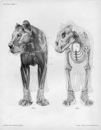Advanced Creature Anatomy Class Group Forum Xavier S Creatures Visualarium Feline Anatomy Cat Anatomy Lion Anatomy
