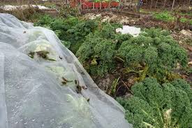 Check spelling or type a new query. How To Freeze Kale Leaves Sara S Kitchen Garden