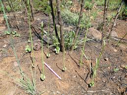 Image result for Eriospermum