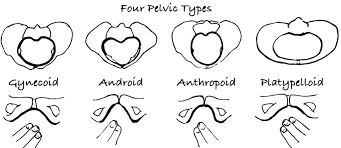 Image result for Manual Rotation in Occipitoposterior Presentation