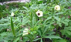 Okra plant health benefits, uses and information (Lady finger ...