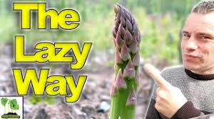 I hope that i convinced you to grow asparagus! How To Grow Asparagus The Lazy Way Youtube