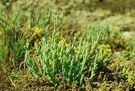 Image result for Sarcocornia