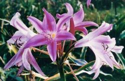 Image result for Crinum walteri