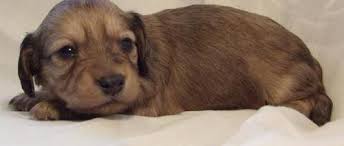 It's a mixed bag of colours, all healthy and growing quickly. Miniature Dachshund Pets And Animals For Sale Utah