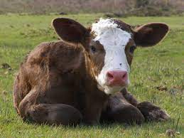 How much does a dairy cow weigh? Calf Wikipedia