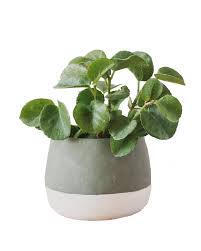 Image result for Cissus rotundifolia