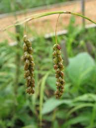 Image result for Pycreus gracillimus