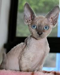 Devon rex kittens and cats. Devon Rex Cat Breed Cat Pictures Information