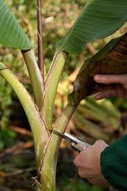 How to properly winterize musa basjoo banana plants in a northern climate. How To Protect Your Banana Plants Over Winter Rhs Gardening