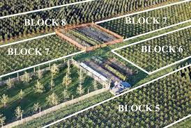 Pin On Christmas Tree