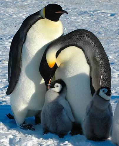 Pinguim