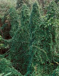 Image result for Thunbergia graminifolia