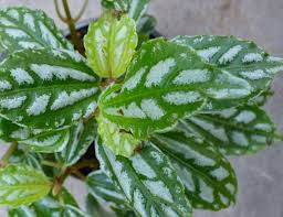 #silver leaf indoor plants#prettiest silver plants compilationctto: Pilea Houseplants Tips For Taking Care Of A Pilea Aluminum Plant
