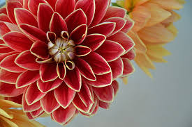 Hd 0:29 fiori impianto natura. Fiori Hd Wallpapers Free Download Wallpaperbetter
