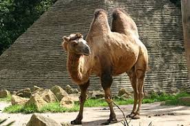 The most common hybrid is achieved by mating a bactrian male, with its two distinct. Camel Facts For Kids Kidzsearch Com