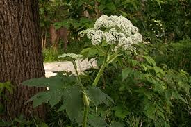 Image result for Parkeriaceae