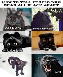 Goth Cats Cute Cat Memes Funny Animal Memes Funny Animal Pictures