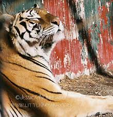 Indiana officers seize tigers, lions, other big cats. Lions And Tigers And Bears Oh My It Must Be Great Cats In Idaville Little Indiana