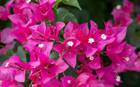 There are three flowers inside each colorful bracht. Plants Amwua