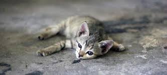 Maybe you would like to learn more about one of these? Bagaimana Untuk Merawat Cirit Birit Pada Anak Kucing 2 Bulan Punca Rawatan Di Rumah Ubat Ubatan Diet