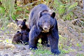 Be Bear Aware And Keep Food Attractants Stored Away In Prince Rupert Kitimat And Terrace Prince Rupert Northern View